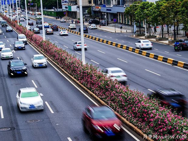 湖北武汉二环月季开放,48公里全线成景观花海大道(图2) 湖北武汉二环月季开放,48公里全线成景观花海大道(图2)