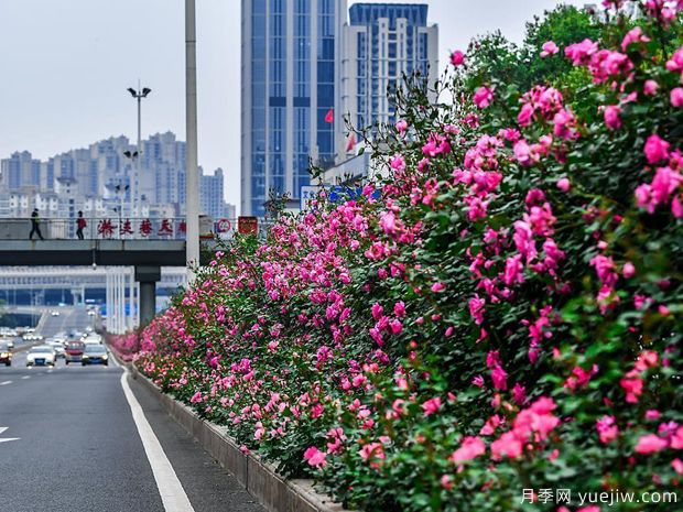 湖北武汉二环月季开放,48公里全线成景观花海大道(图3) 湖北武汉二环月季开放,48公里全线成景观花海大道(图3)