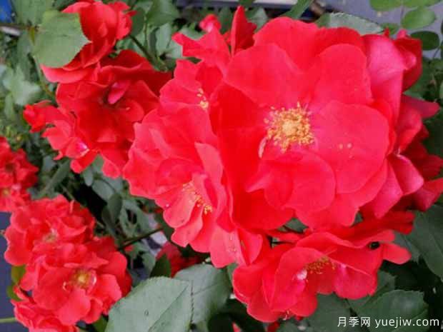 14个藤本月季品种推荐,哪个品种好(图7) 14个藤本月季品种推荐,哪个品种好(图7)