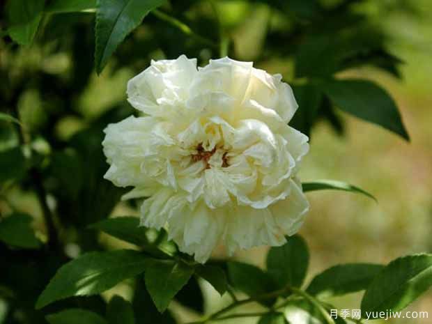 14个藤本月季品种推荐,哪个品种好(图4) 14个藤本月季品种推荐,哪个品种好(图4)