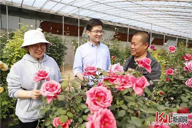 廊坊固安:月季产业带动乡村振兴(图2) 廊坊固安:月季产业带动乡村振兴(图2)