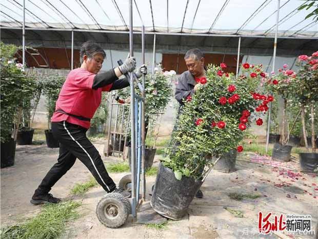廊坊固安:月季产业带动乡村振兴(图3) 廊坊固安:月季产业带动乡村振兴(图3)