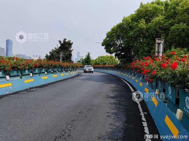 1.2万株月季盛开,南昌八一桥景观花廊拥抱春景(图2) 1.2万株月季盛开,南昌八一桥景观花廊拥抱春景(图2)