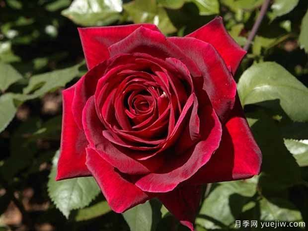 推荐10种最耐阴的浓香月季品种(图1)