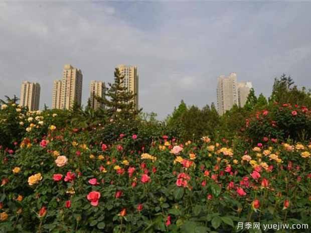 郑州月季景观图集(图1) 郑州月季市花文化和月季景观(图7)