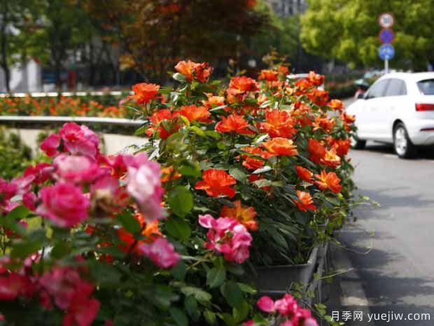 宜昌月季应用和月季景观(图1)