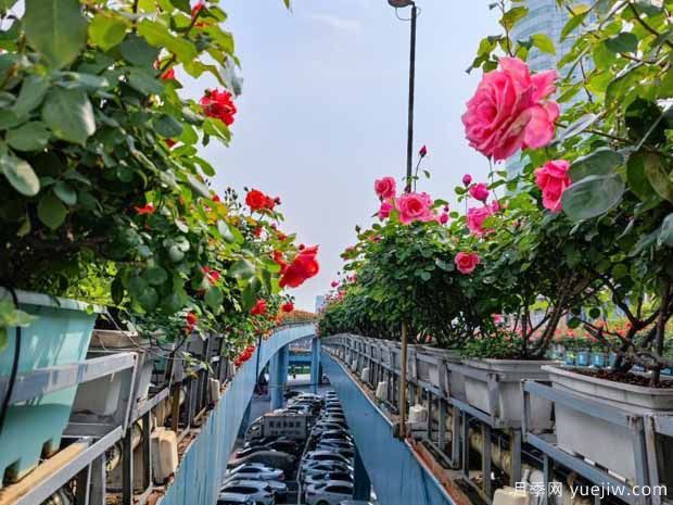 南昌月季市花文化和月季景观(图2)