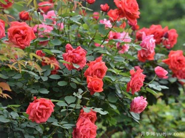 黄石月季应用和月季景观(图2)