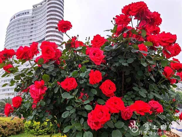 曲靖月季应用和景观图集(图3) 曲靖月季应用和月季景观(图5)