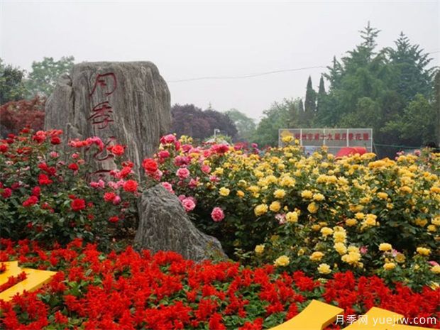 郑州月季景观图集(图3) 郑州月季市花文化和月季景观(图3)