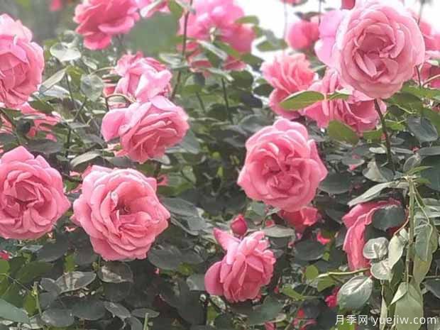 郑州月季景观图集(图5) 郑州月季市花文化和月季景观(图5)