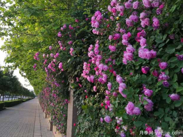 洛阳月季应用和月季景观(图4)