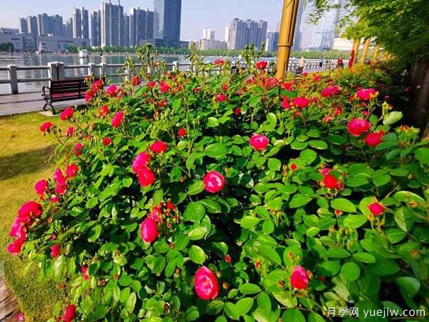洛阳月季应用和月季景观(图3)