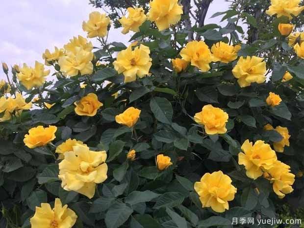 洛阳月季应用和月季景观(图5)