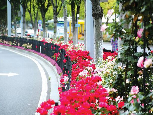 宁波月季应用和月季景观(图3)