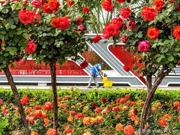 廊坊月季市花文化和月季景观(图3)
