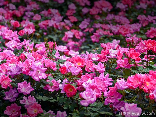 北京月季市花文化和月季景观(图5)