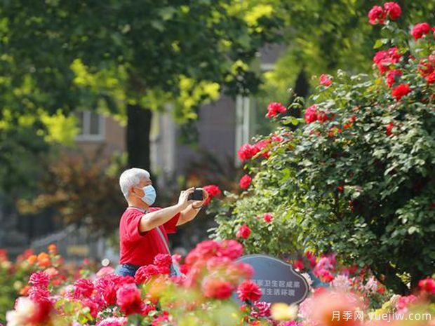 天津月季市花文化和月季景观(图3)
