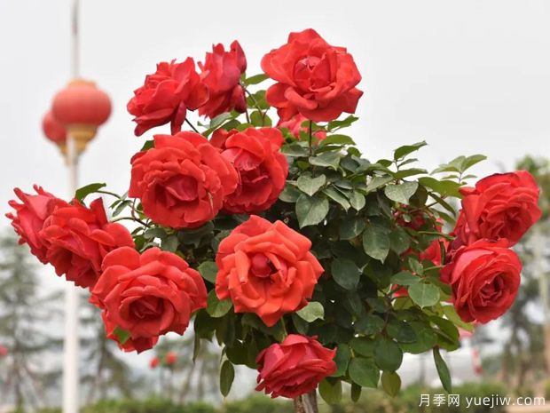 洛阳月季应用和月季景观(图6)