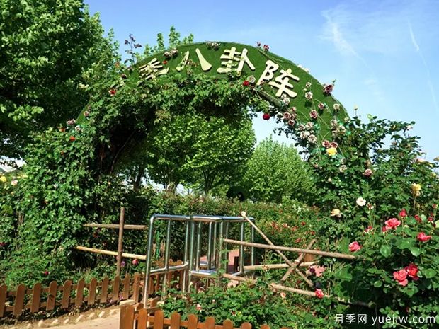 平顶山月季市花文化和月季景观(图4)