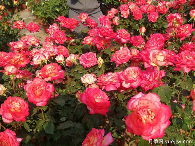 安阳月季应用和月季景观(图2)