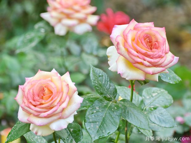 安阳月季应用和月季景观(图1)