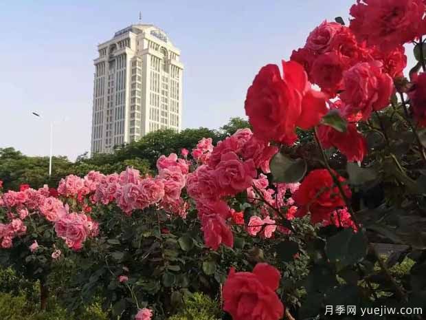 鹤壁月季应用和月季景观(图3)