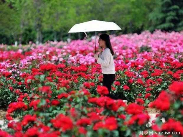 新乡月季应用和月季景观(图2)