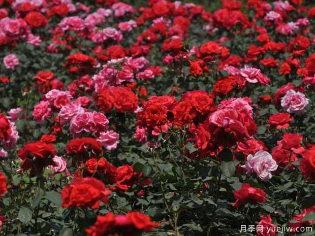 濮阳月季市花文化和月季景观(图2)