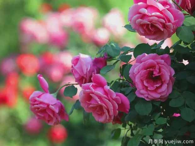 许昌月季应用和月季景观(图1)