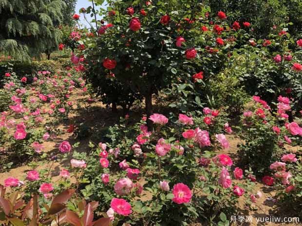 漯河月季市花文化和月季景观(图2)