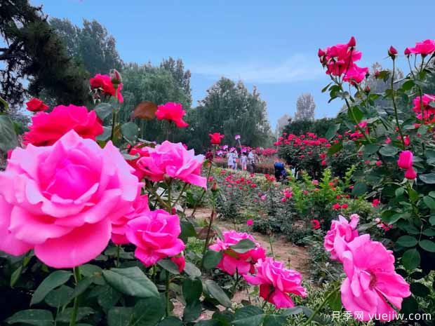 漯河月季市花文化和月季景观(图1)