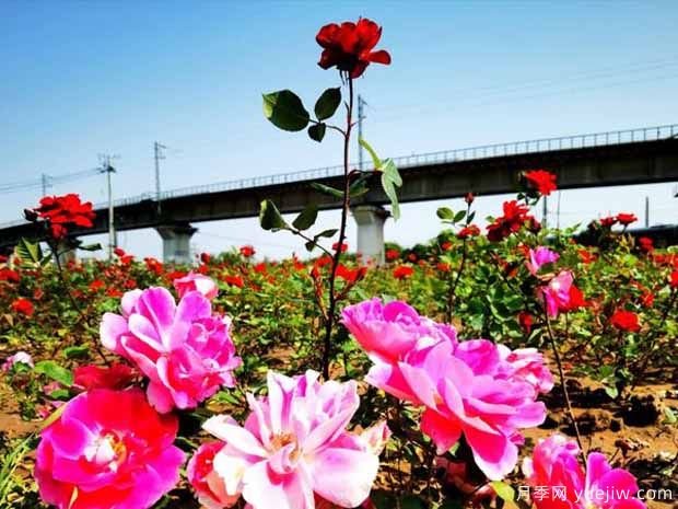 漯河月季市花文化和月季景观(图3)