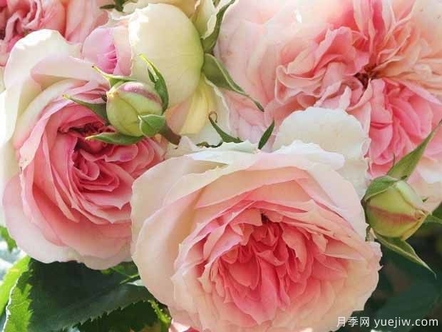 浪漫艾米月季的优缺点是什么?(图1) 浪漫艾米月季的优缺点是什么?(图1)