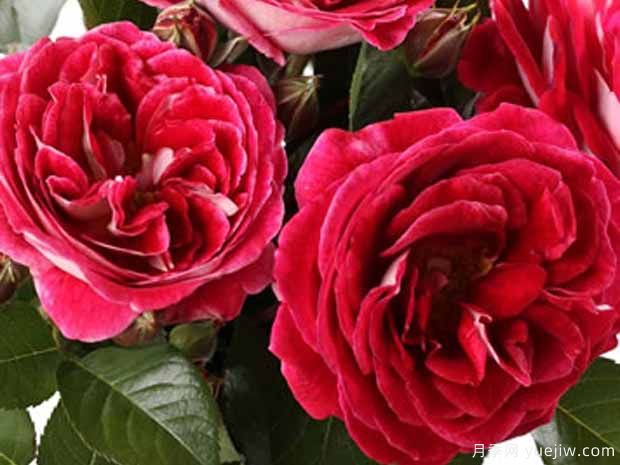 蓬蒂尼修道院月季(图1)