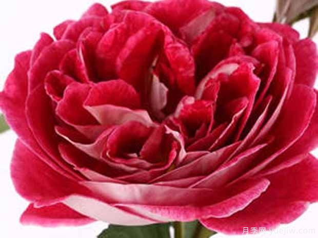 蓬蒂尼修道院月季(图2)