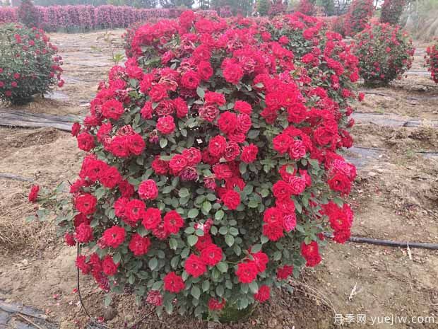 80厘米造型月季花球批发(图2)