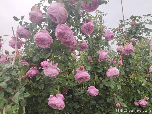 1米高藤本月季批发(图5)