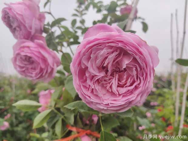 月季花优点多多惹人爱，这里有你喜欢的5个品种(图2)