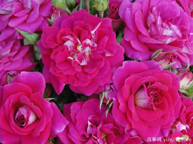 绝配月季(图1) 绝配月季(图1)