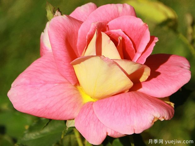 秋天色调月季(图1)