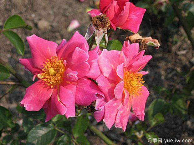 安妮范德堡月季(图1) 安妮范德堡月季(图1)