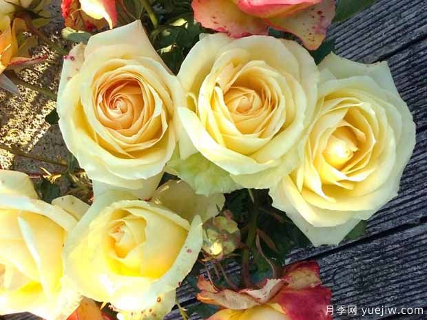 凯尔特奶油月季(图1) 凯尔特奶油月季(图1)