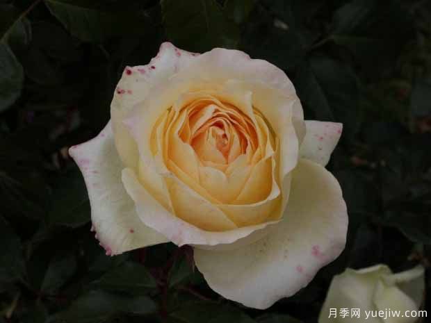 凯尔特奶油月季(图2) 凯尔特奶油月季(图2)