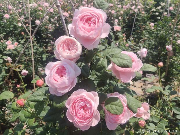 耐阴的月季品种(图1)