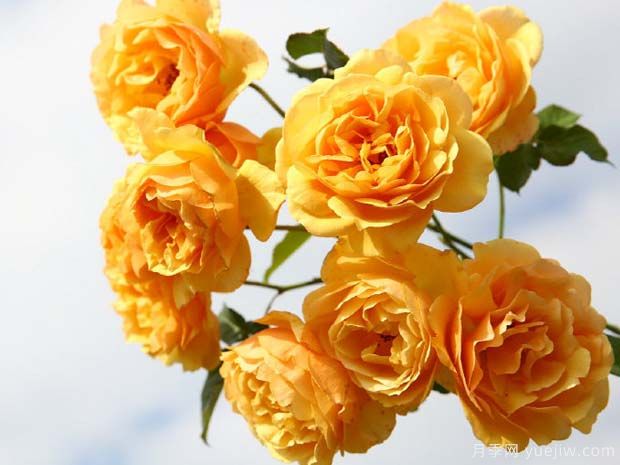 琥珀女王月季/琥珀皇后月季(图3) 琥珀女王月季/琥珀皇后月季(图3)