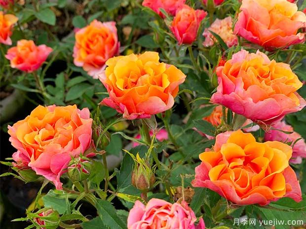 比基尼月季(图2) 比基尼月季(图2)