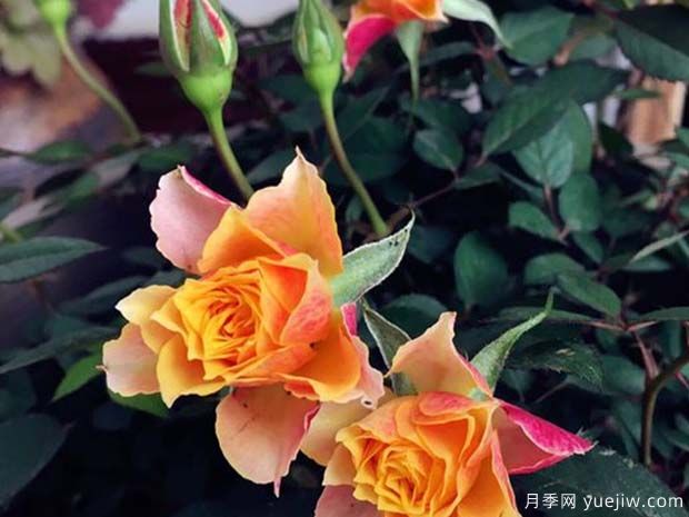 比基尼月季(图3) 比基尼月季(图3)