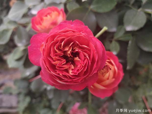 五大热门爬藤月季品种推荐(图2)