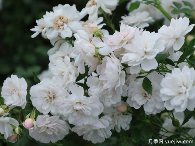 彗星月季(图1) 彗星月季(图1)